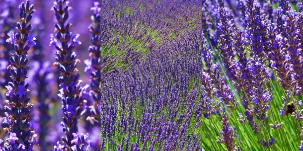 Lavender Triptych