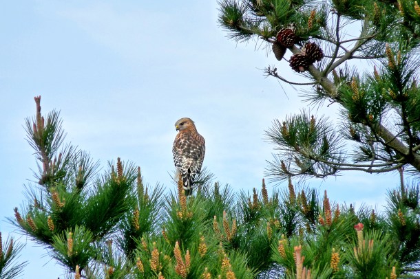 Lake Merced_Owl_a