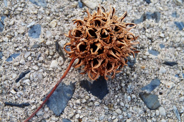 Dried Sweet Gum Pod