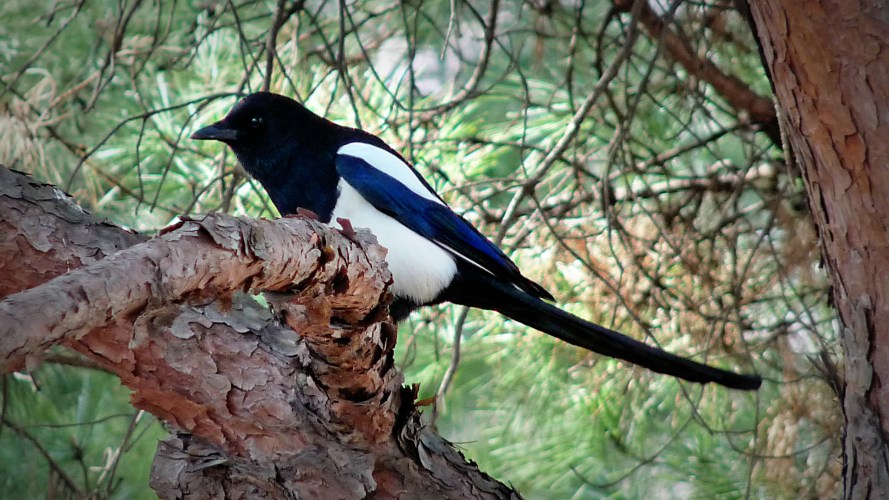 magpie_2015_3_2