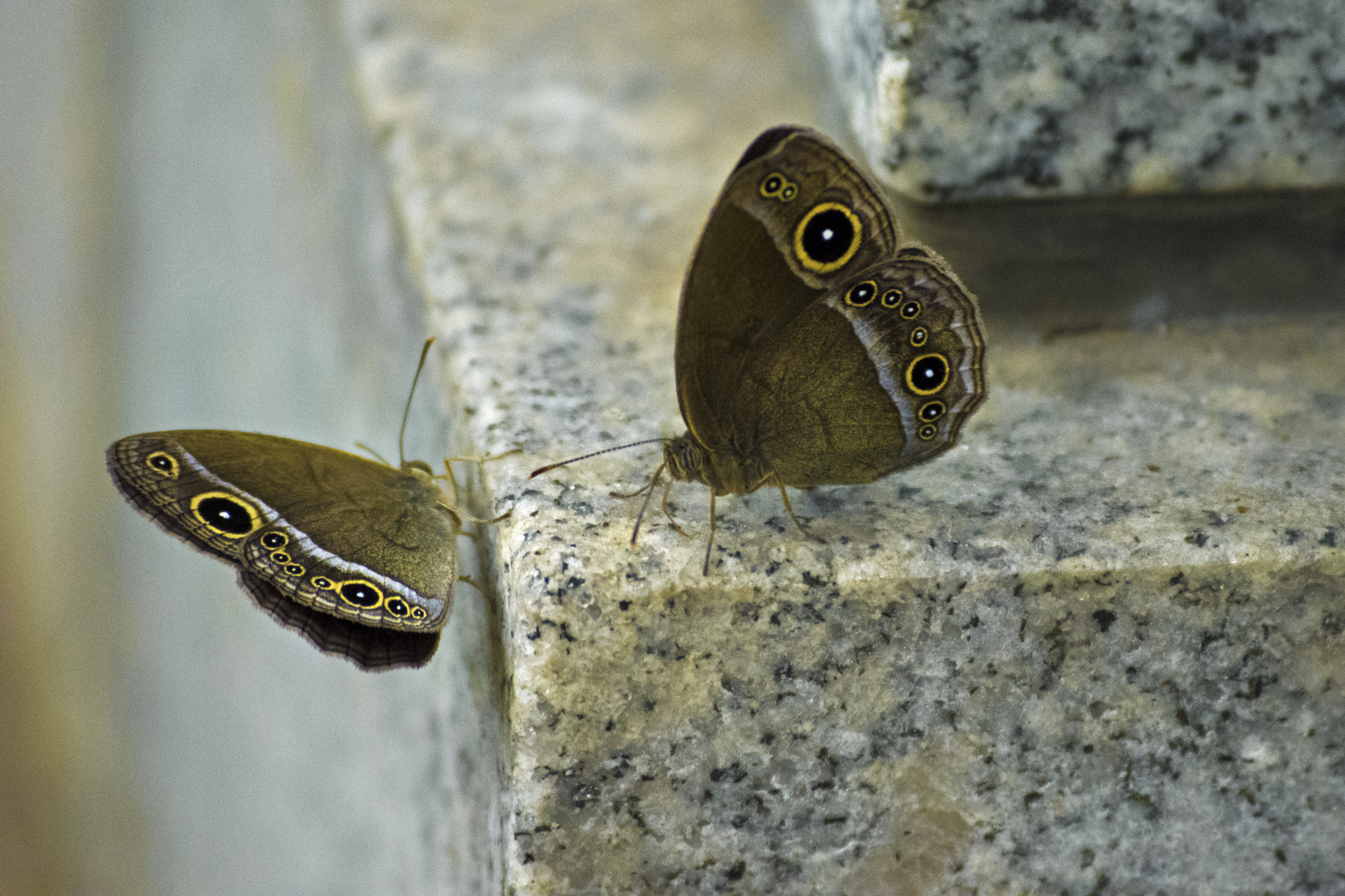 2016_July_20_Outer Kofu-004_moth