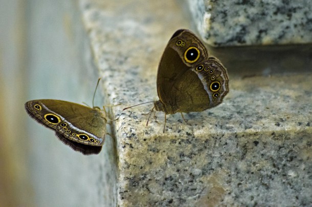 2016_July_20_Outer Kofu-004_moth