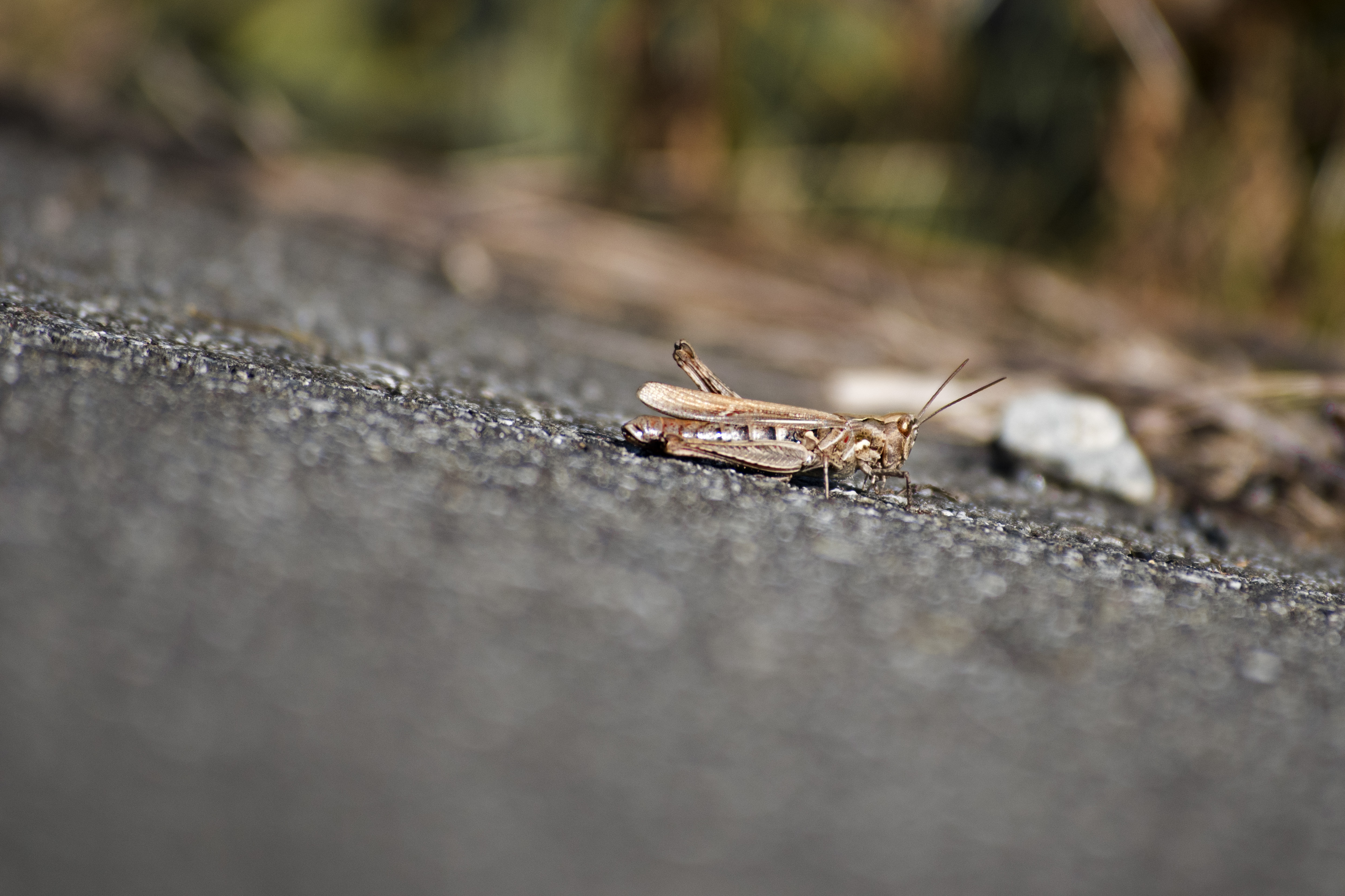 2017_12_01_Nigorigawa-004