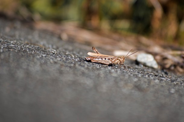 2017_12_01_Nigorigawa-004