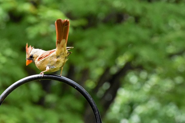 female cardinal_1