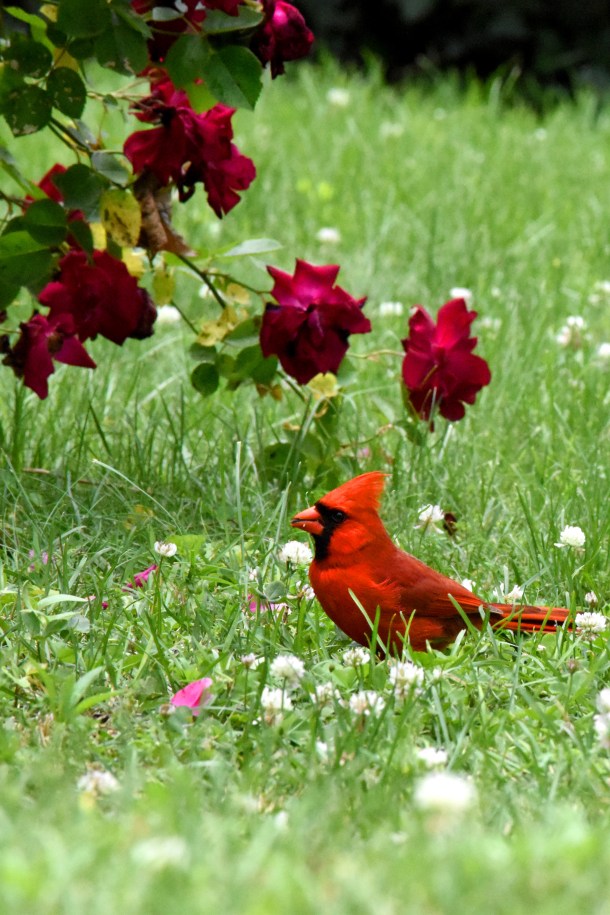 male cardinal_1