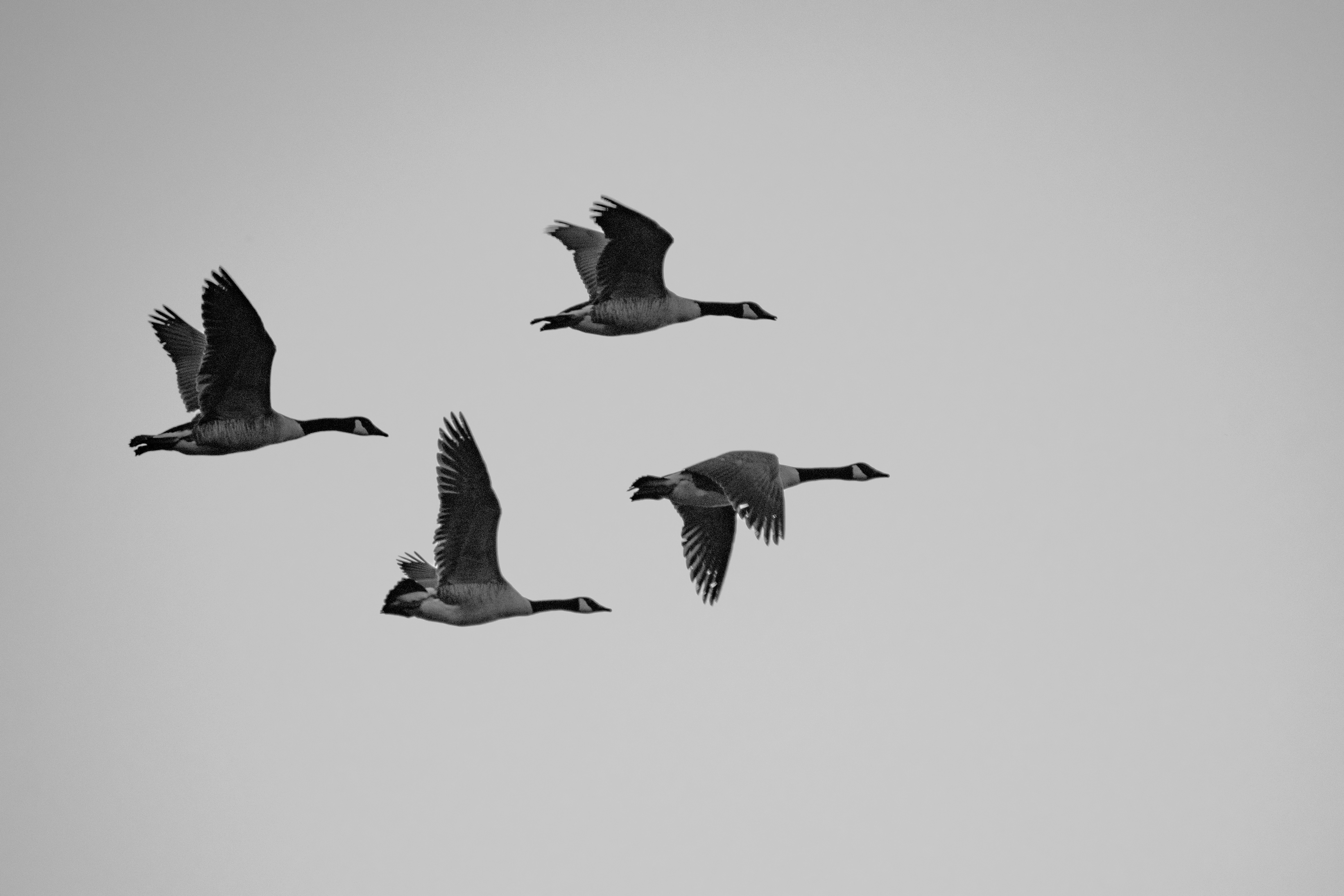 PP_002_black and white